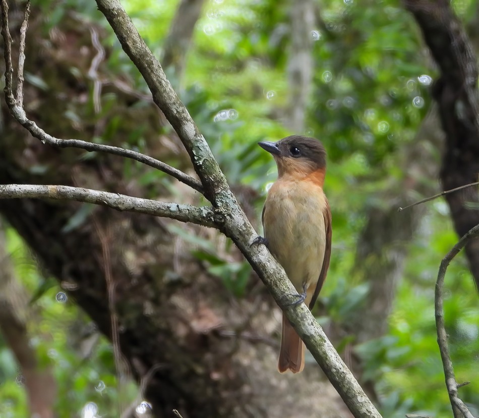 Schopfbekarde - ML645787032