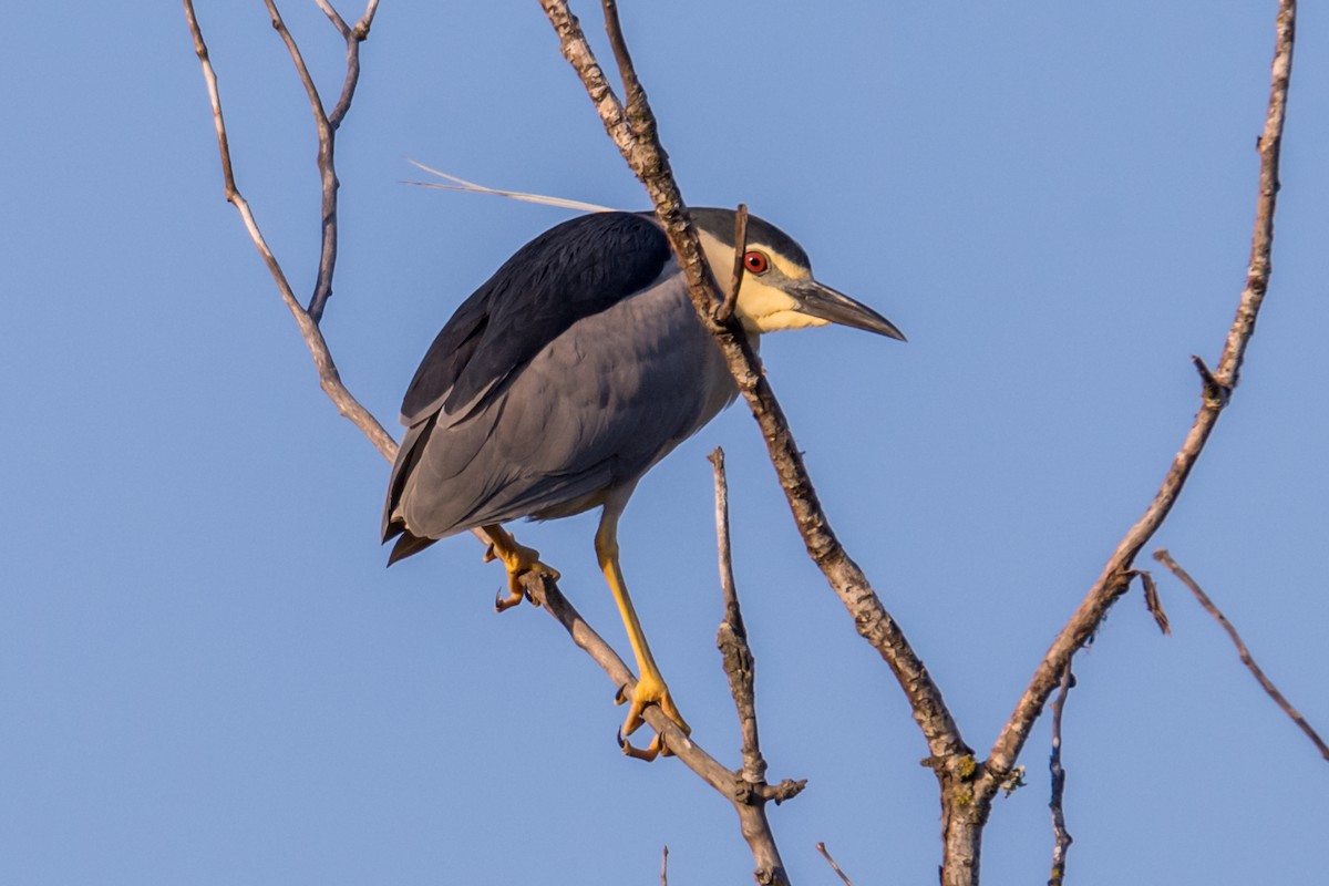 kvakoš noční - ML645787034