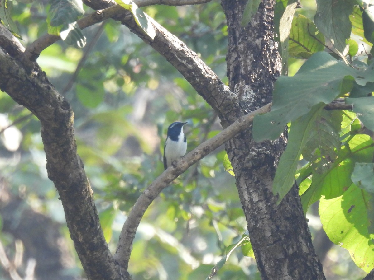 Papamoscas Ultramarino - ML645787035