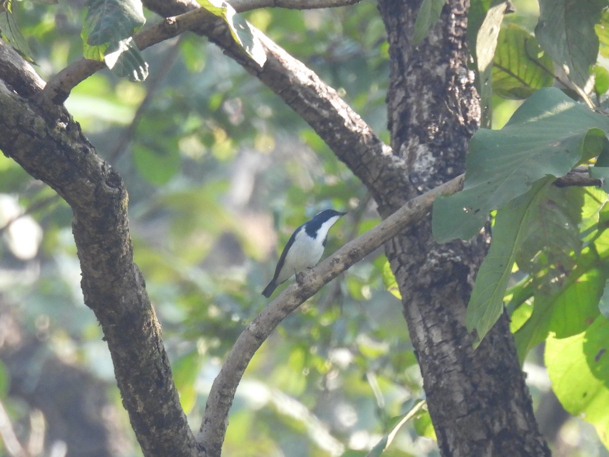 Papamoscas Ultramarino - ML645787036