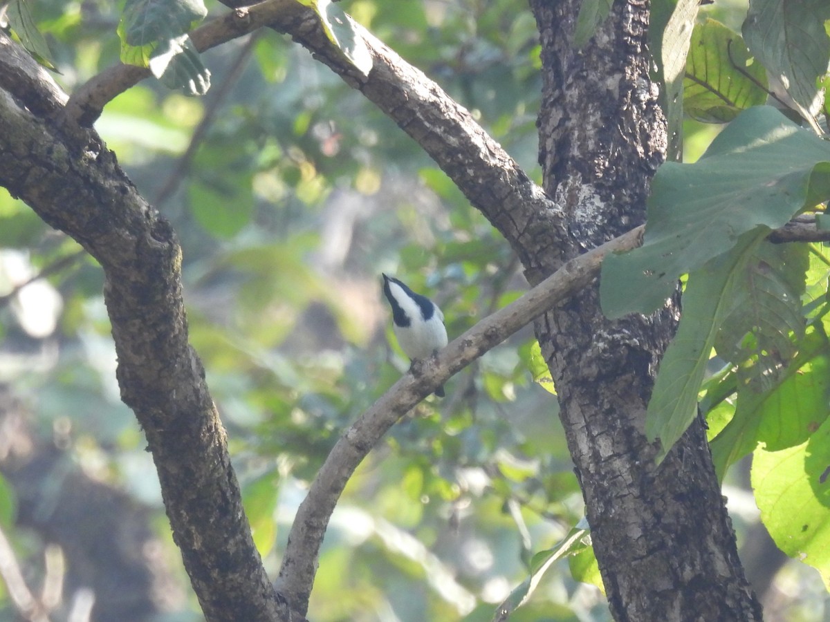 Papamoscas Ultramarino - ML645787037