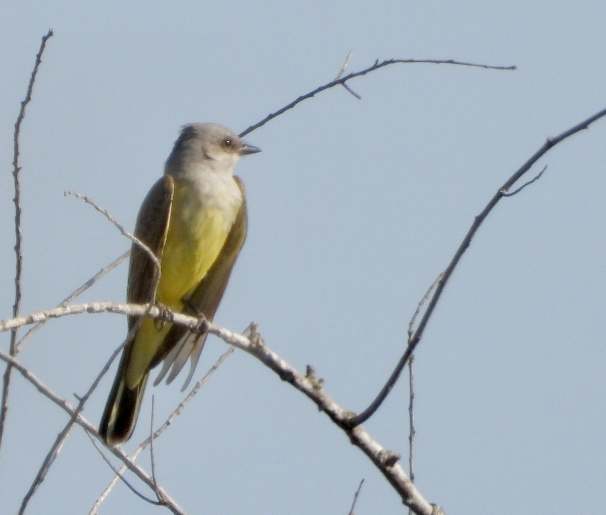 Western Kingbird - ML645787040