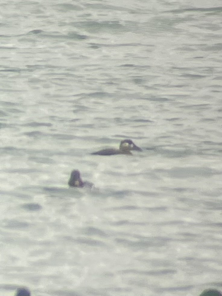 Surf Scoter - ML645787041