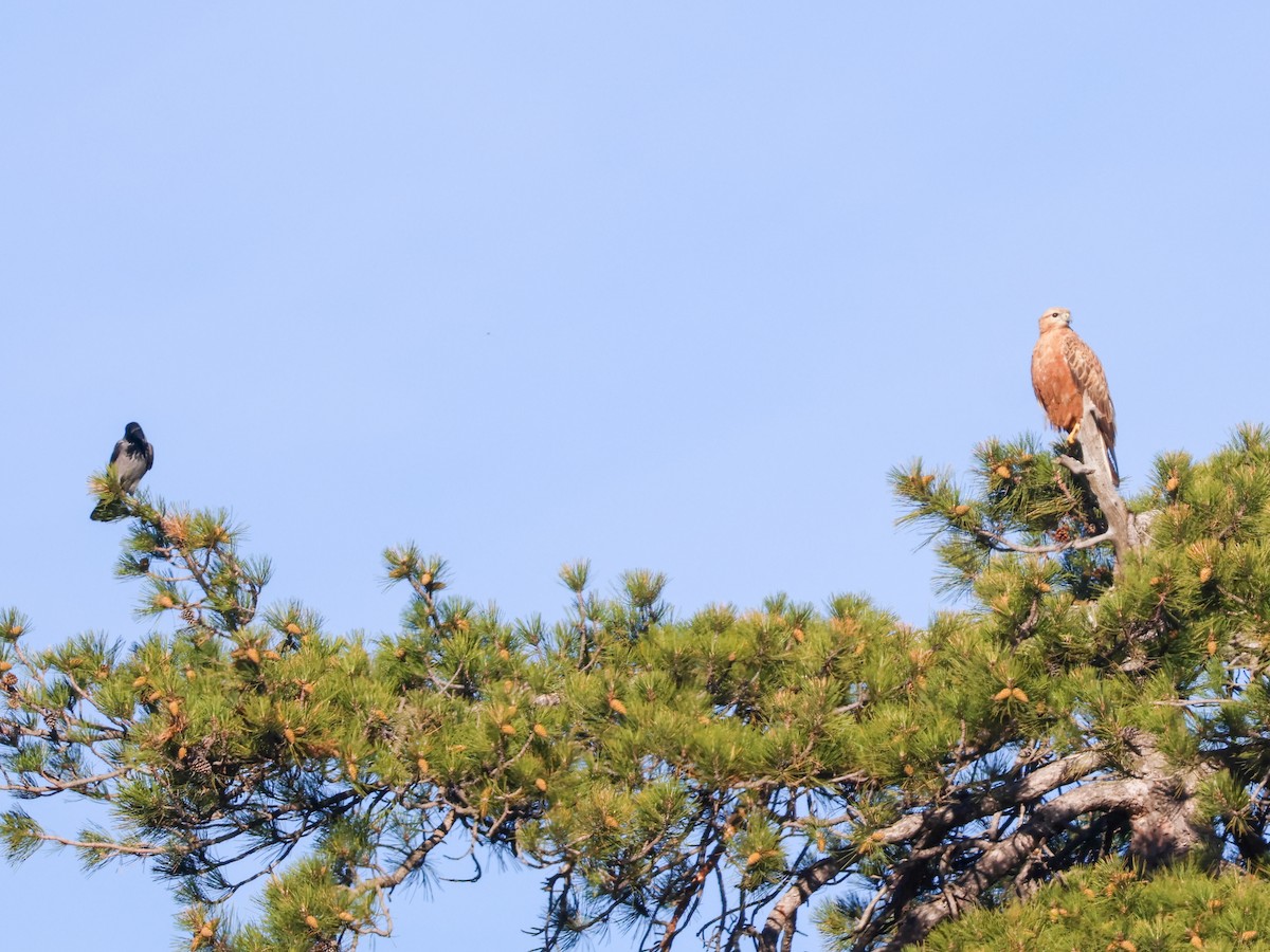 Long-legged Buzzard - ML645787042