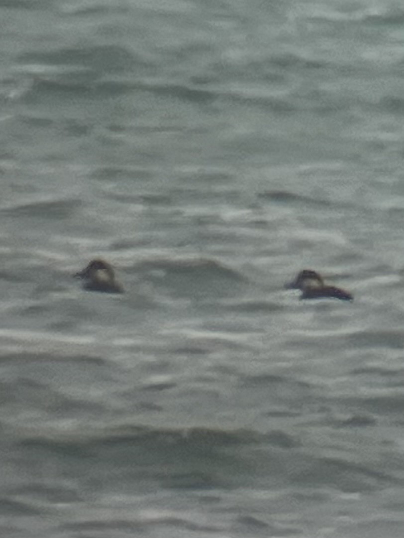 Black Scoter - ML645787048