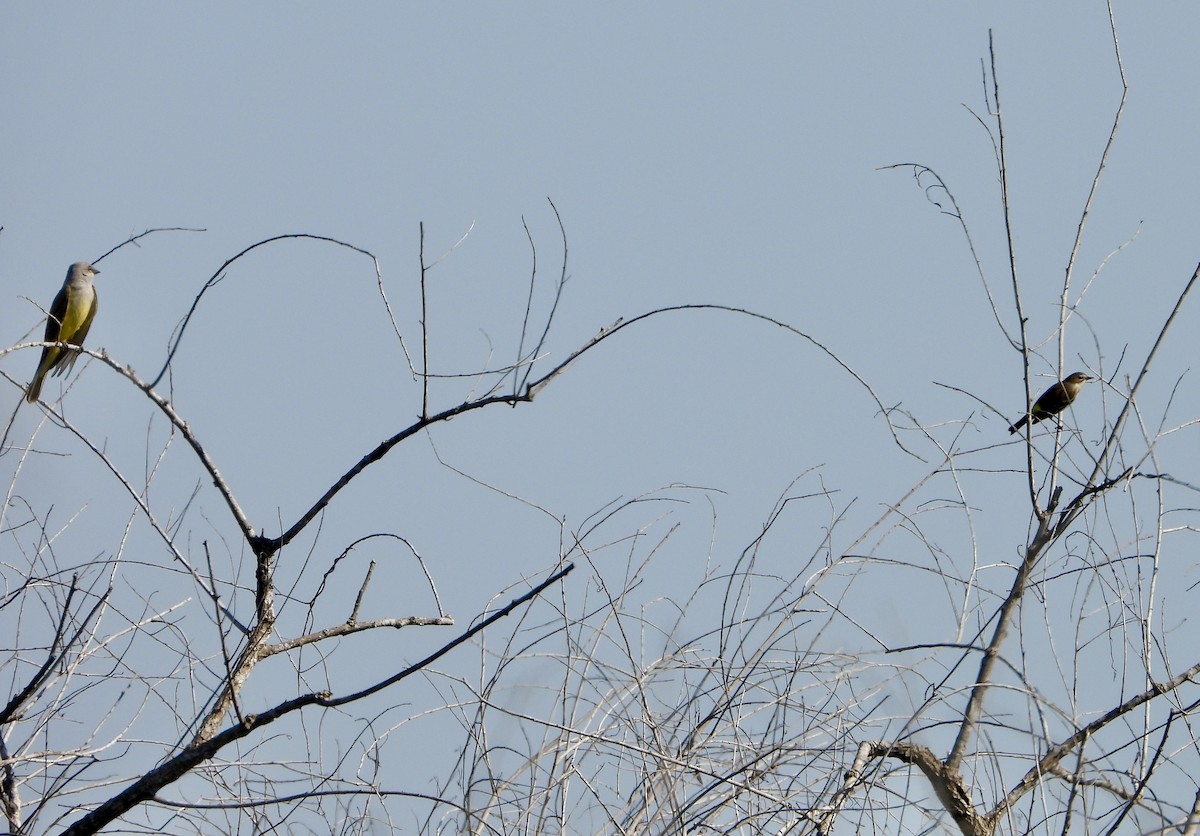 Western Kingbird - ML645787052
