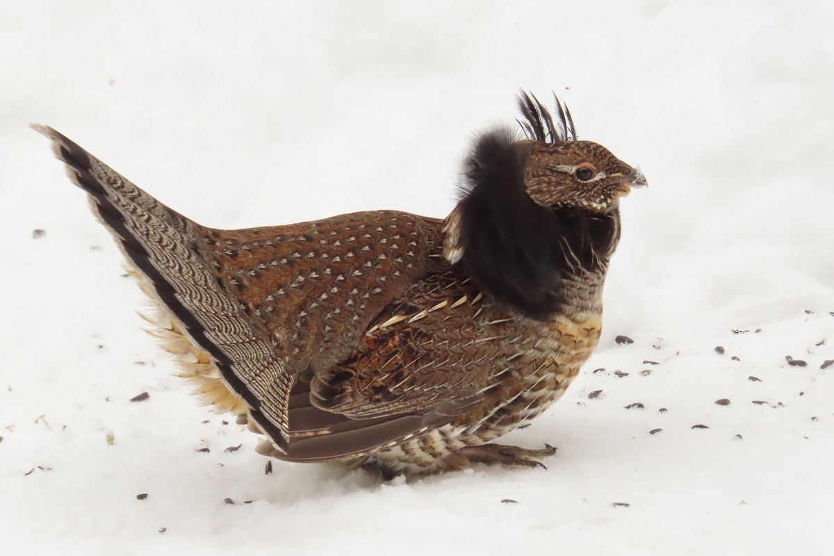 jeřábek kanadský - ML645787059