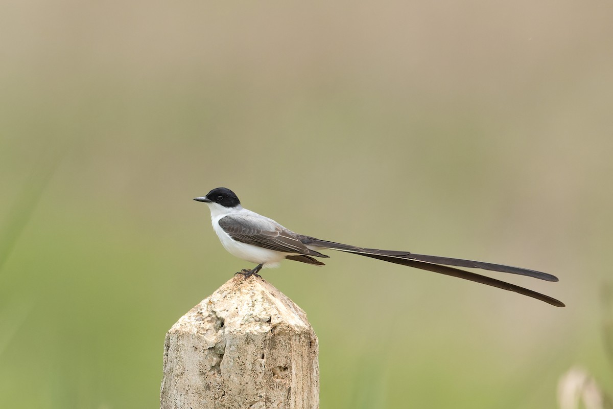 Fork-tailed Flycatcher - ML645787060