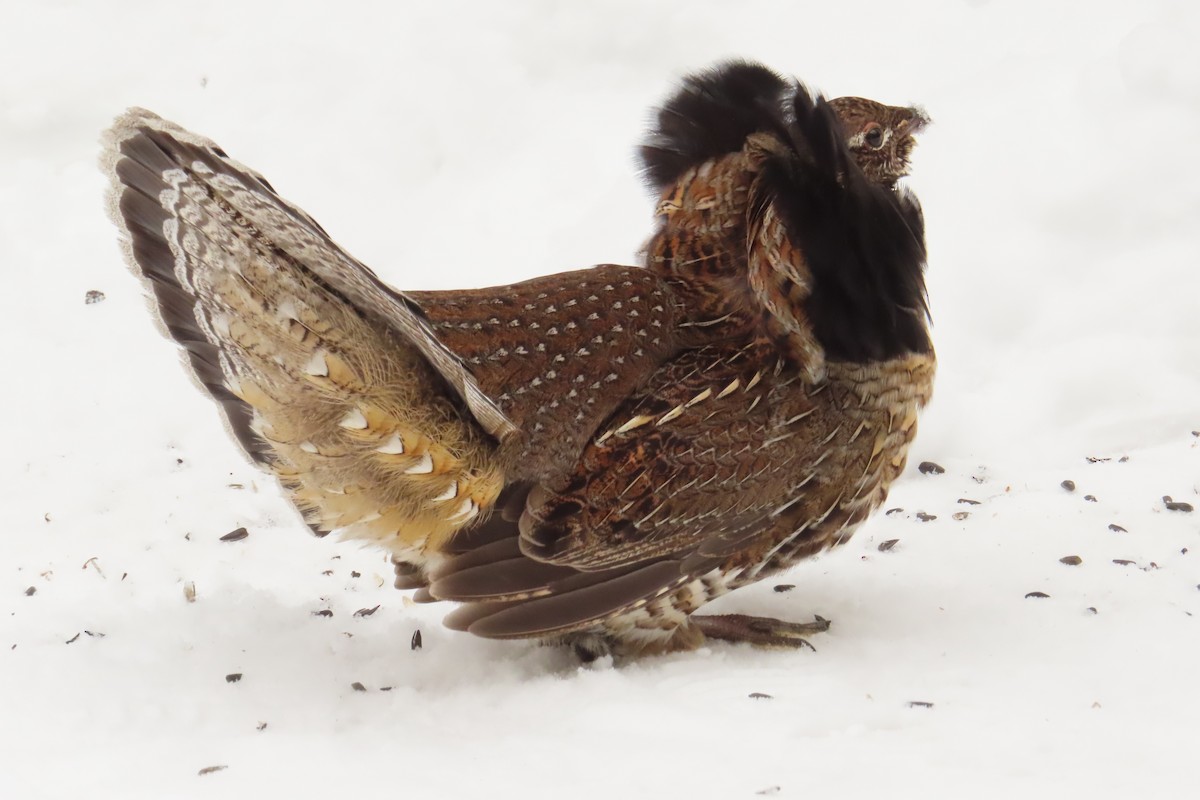 jeřábek kanadský - ML645787062