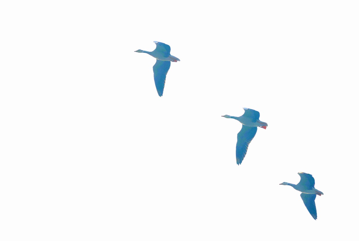 Гуска гірська - ML645787063