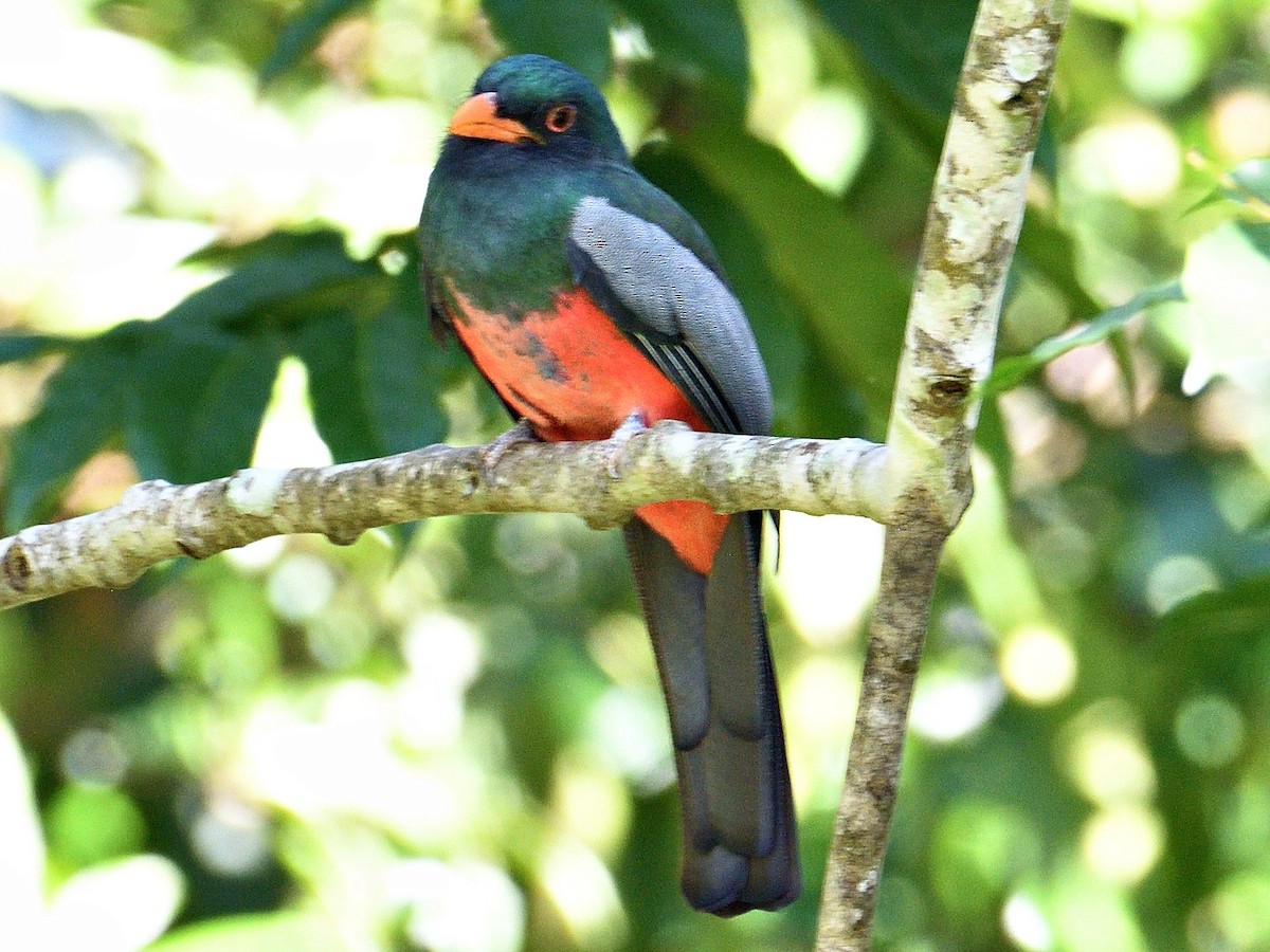 Slaty-tailed Trogon - ML645787064