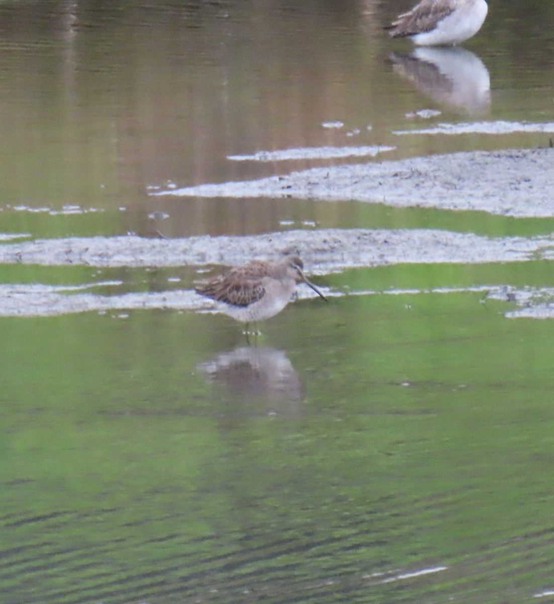 Long-billed Dowitcher - ML645787066