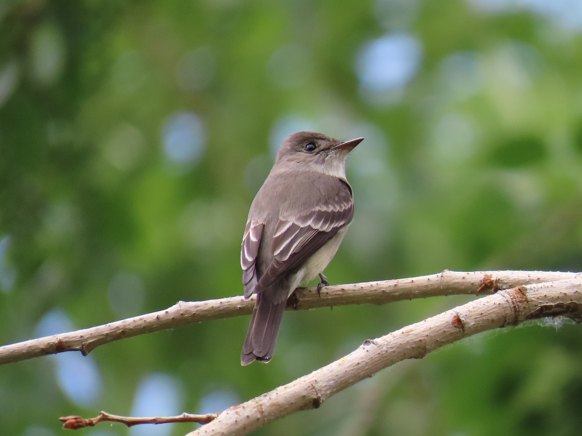 Blasskehl-Schnäppertyrann - ML645787077