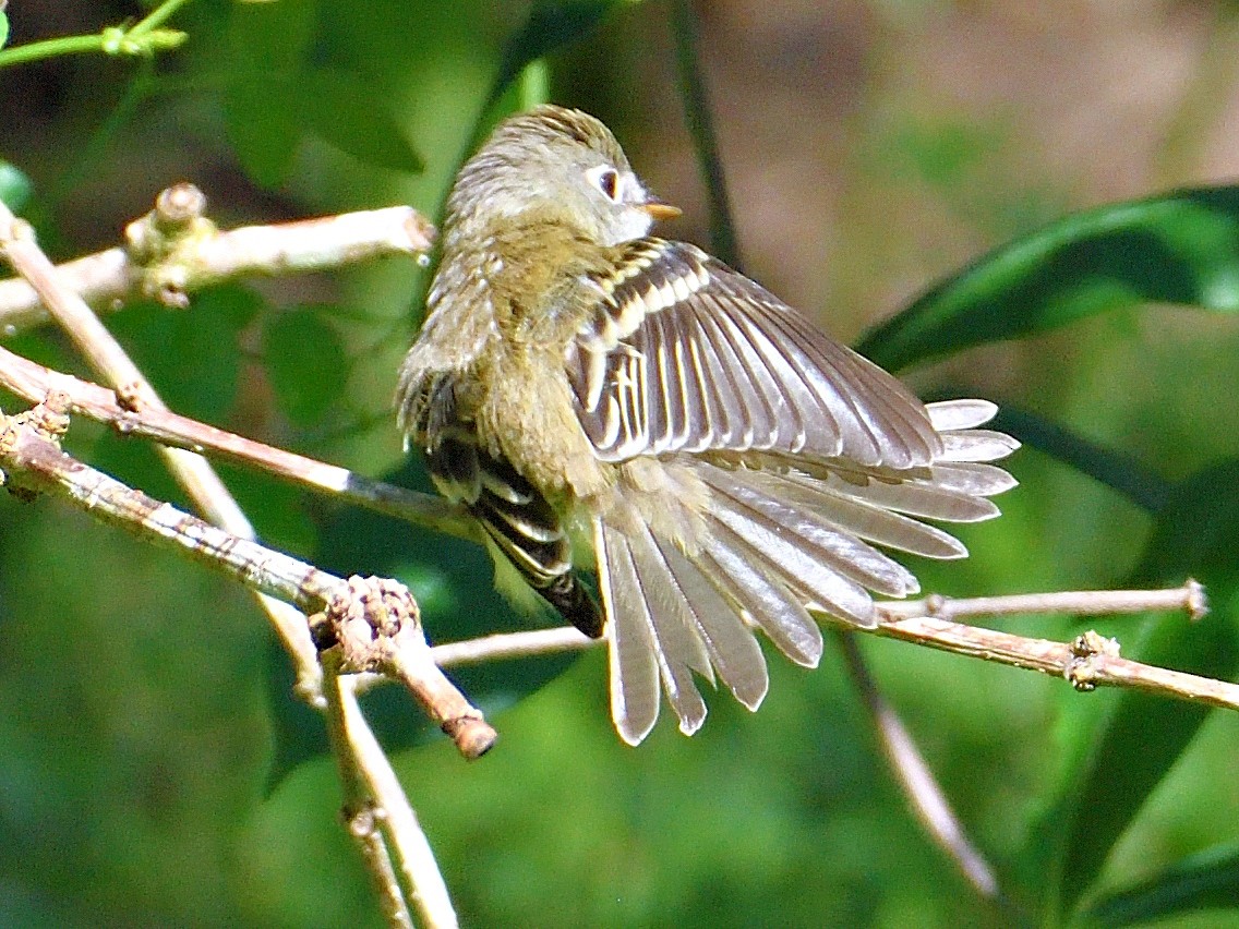 Least Flycatcher - ML645787079