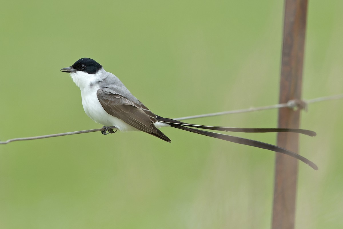 Fork-tailed Flycatcher - ML645787085