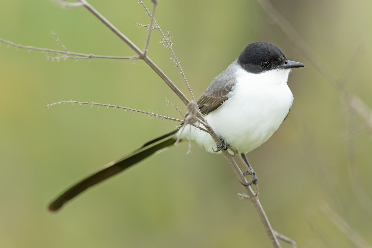 Fork-tailed Flycatcher - ML645787088