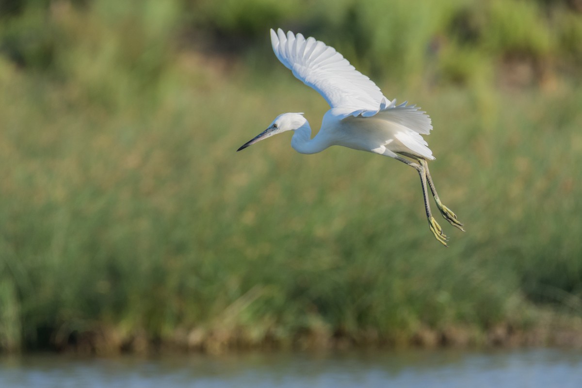 volavka stříbřitá - ML645787091