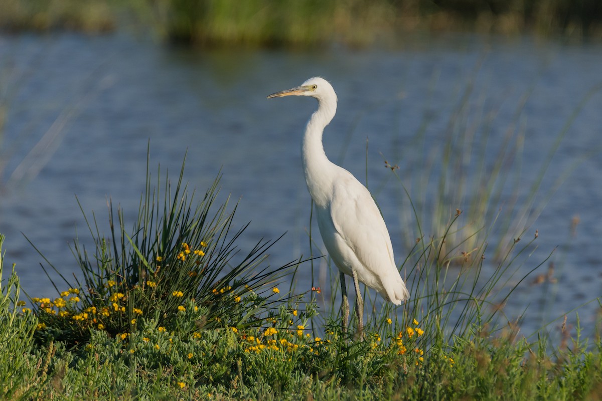 volavka stříbřitá - ML645787092