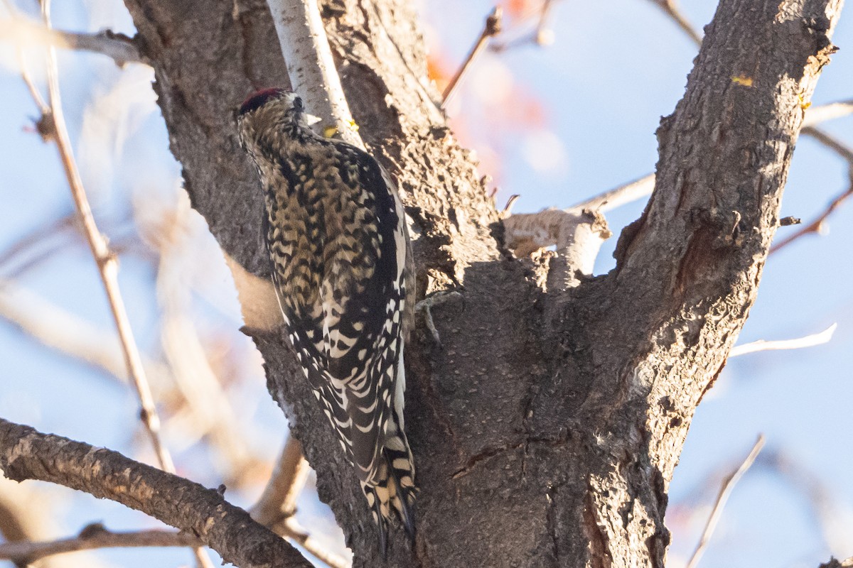 Yellow-bellied Sapsucker - ML645787109