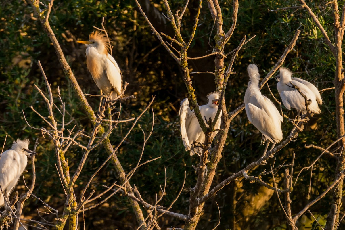 volavka rusohlavá - ML645787110