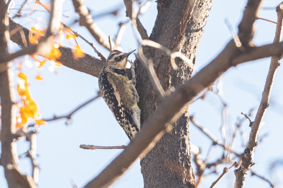 Yellow-bellied Sapsucker - ML645787114