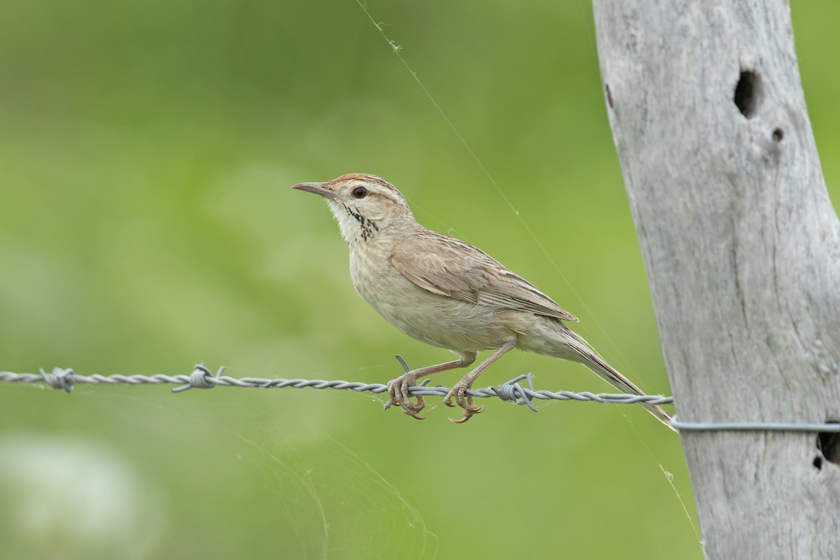 Firewood-gatherer - ML645787116