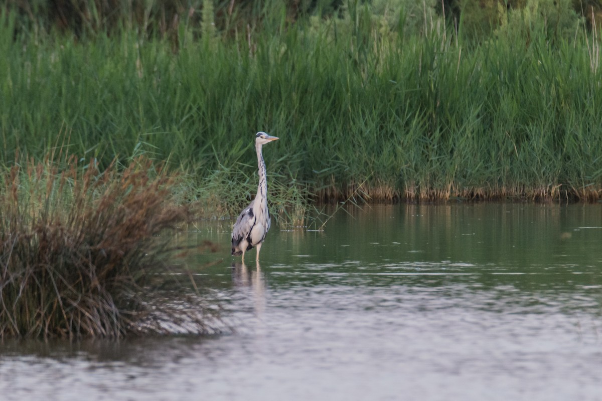 volavka popelavá - ML645787125