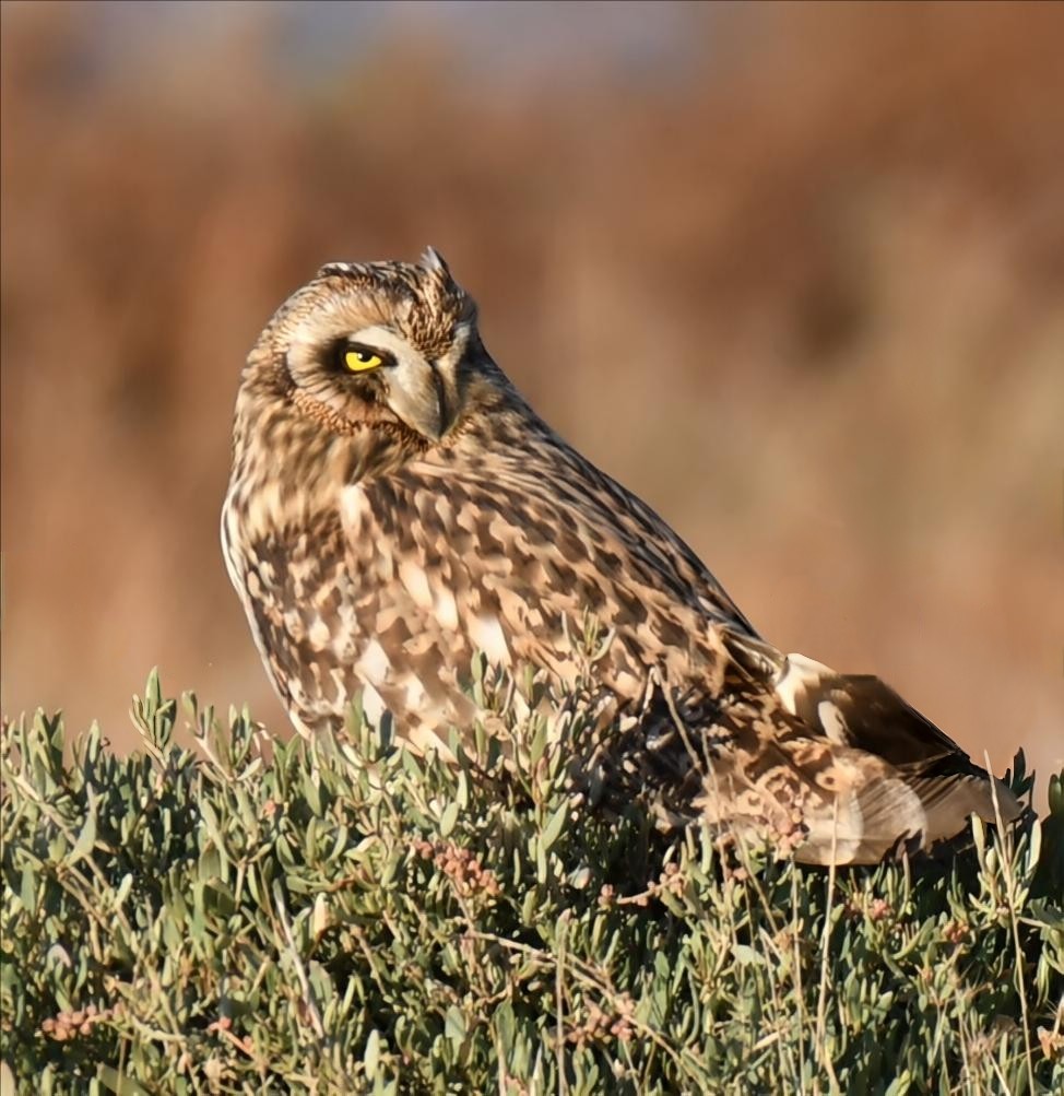 Short-eared Owl - ML645787132