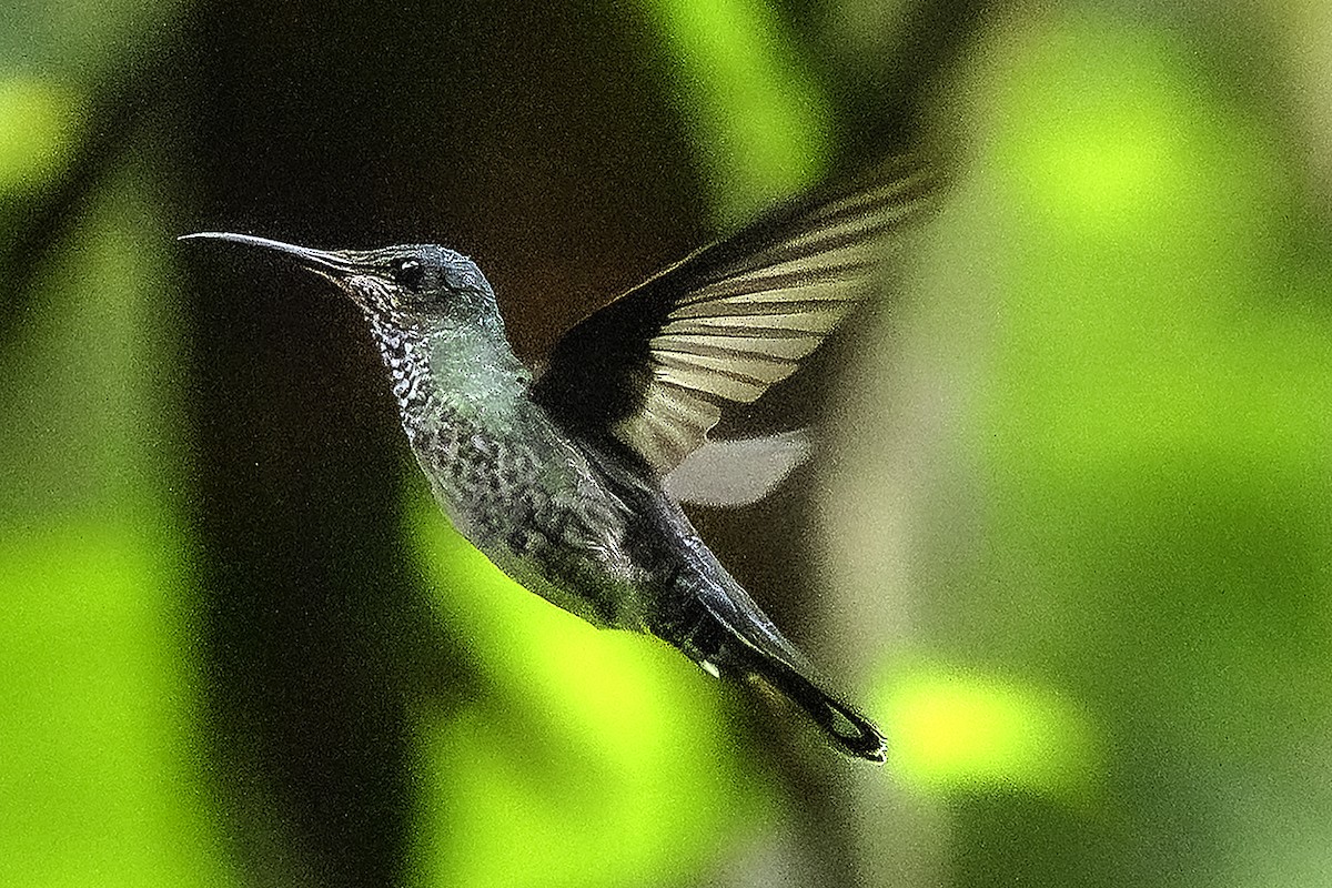 White-necked Jacobin - ML645787137