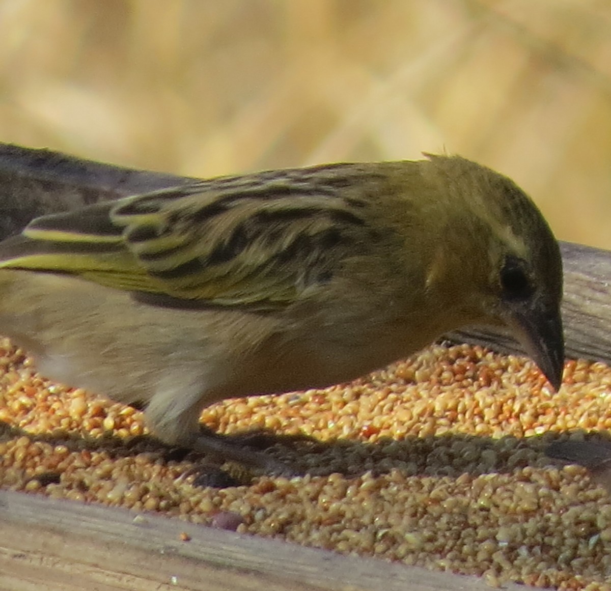 Southern Brown-throated Weaver - ML645787139