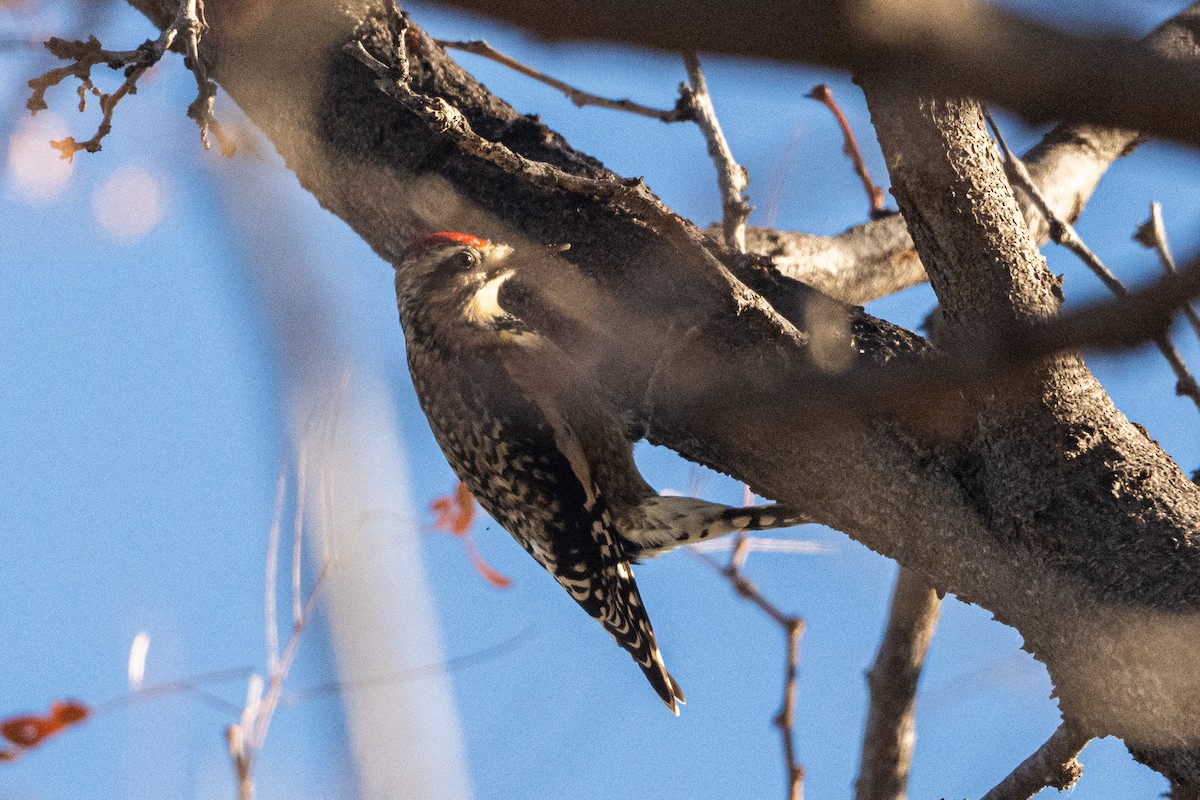 Yellow-bellied Sapsucker - ML645787144