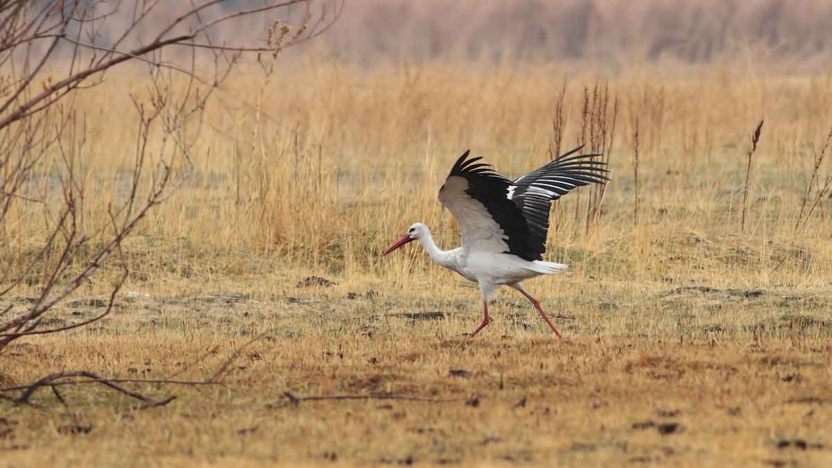 White Stork - ML645787149