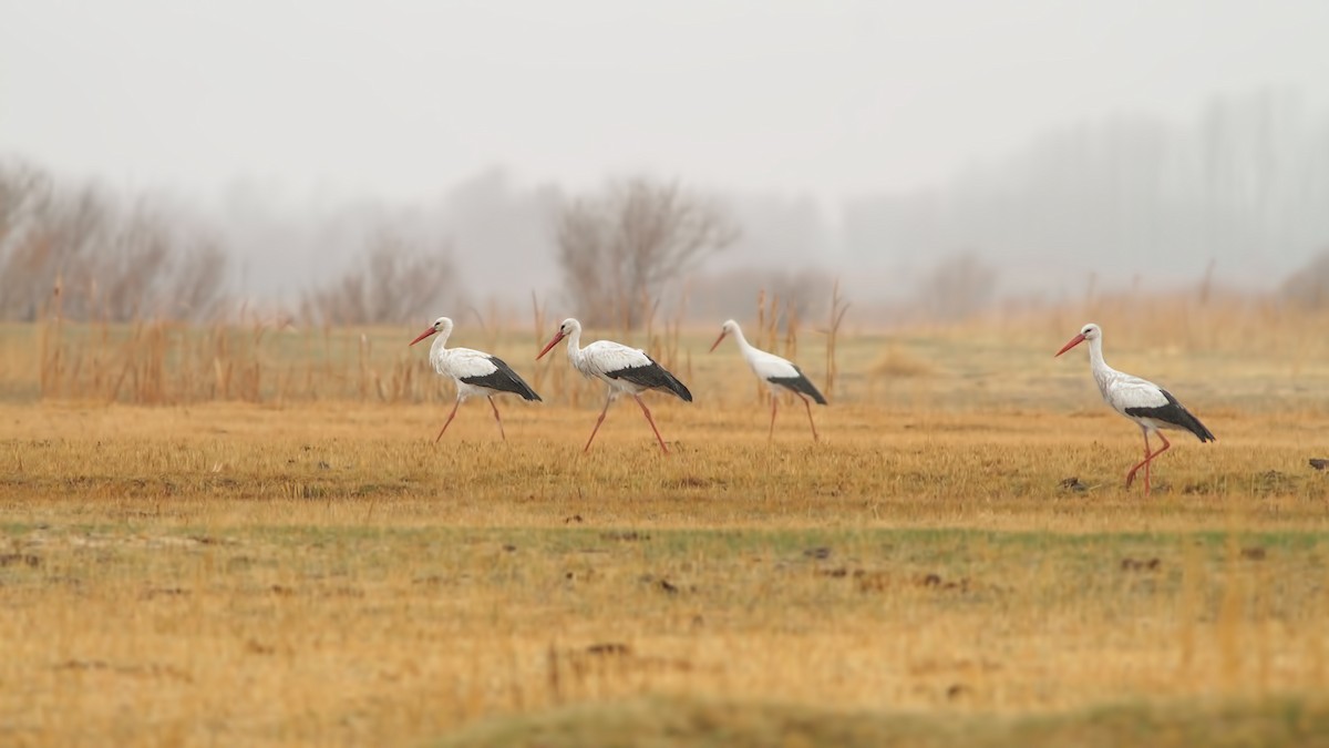 White Stork - ML645787150