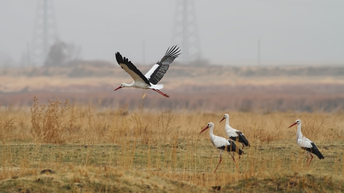 White Stork - ML645787151