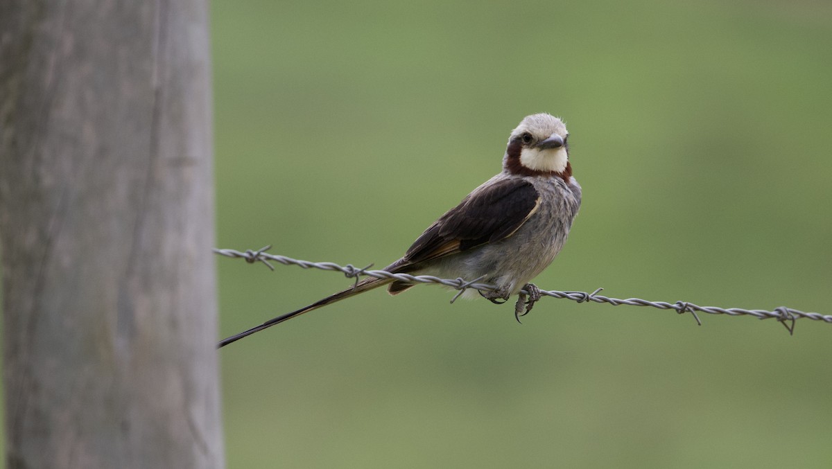 Kehlband-Schleppentyrann - ML645787152