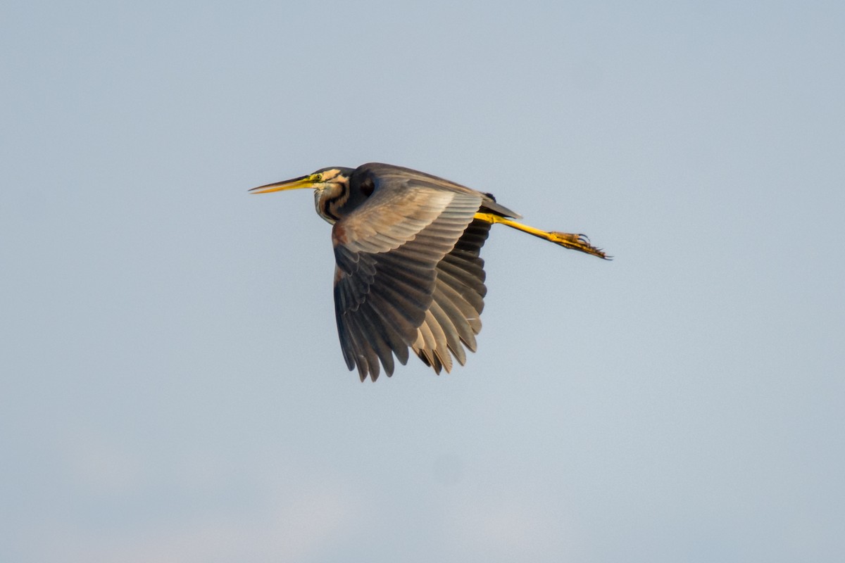 Purple Heron - ML645787157