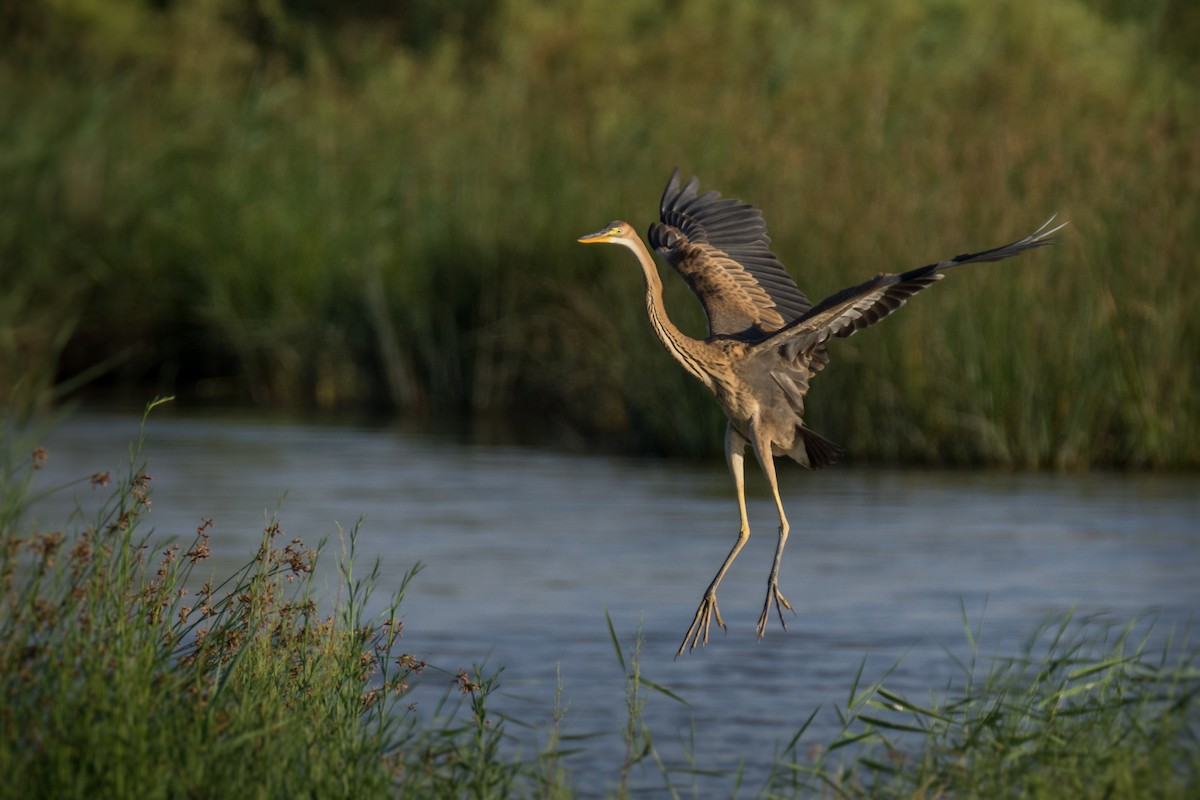 Purple Heron - ML645787158