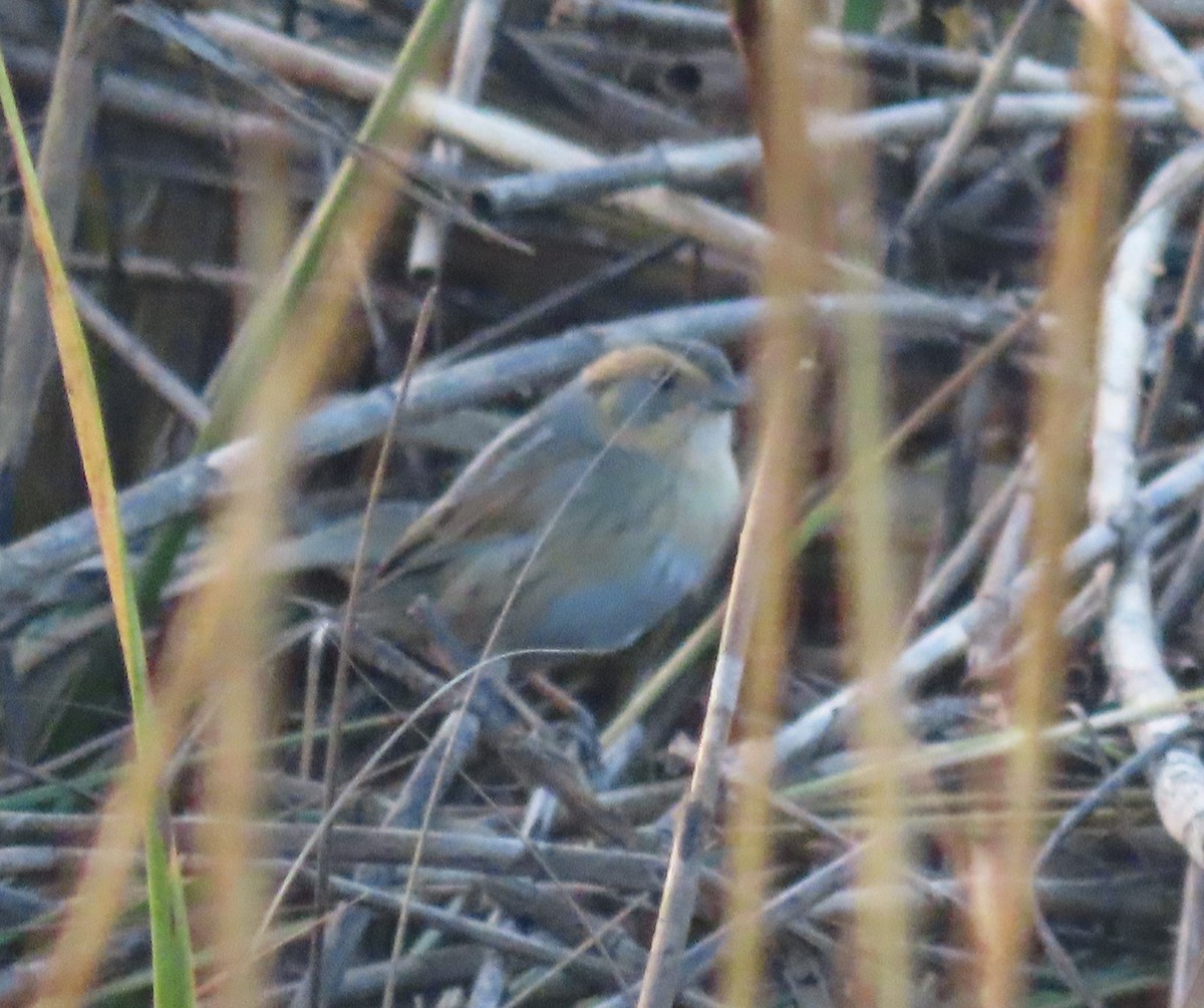 Nelson's Sparrow - ML645787159