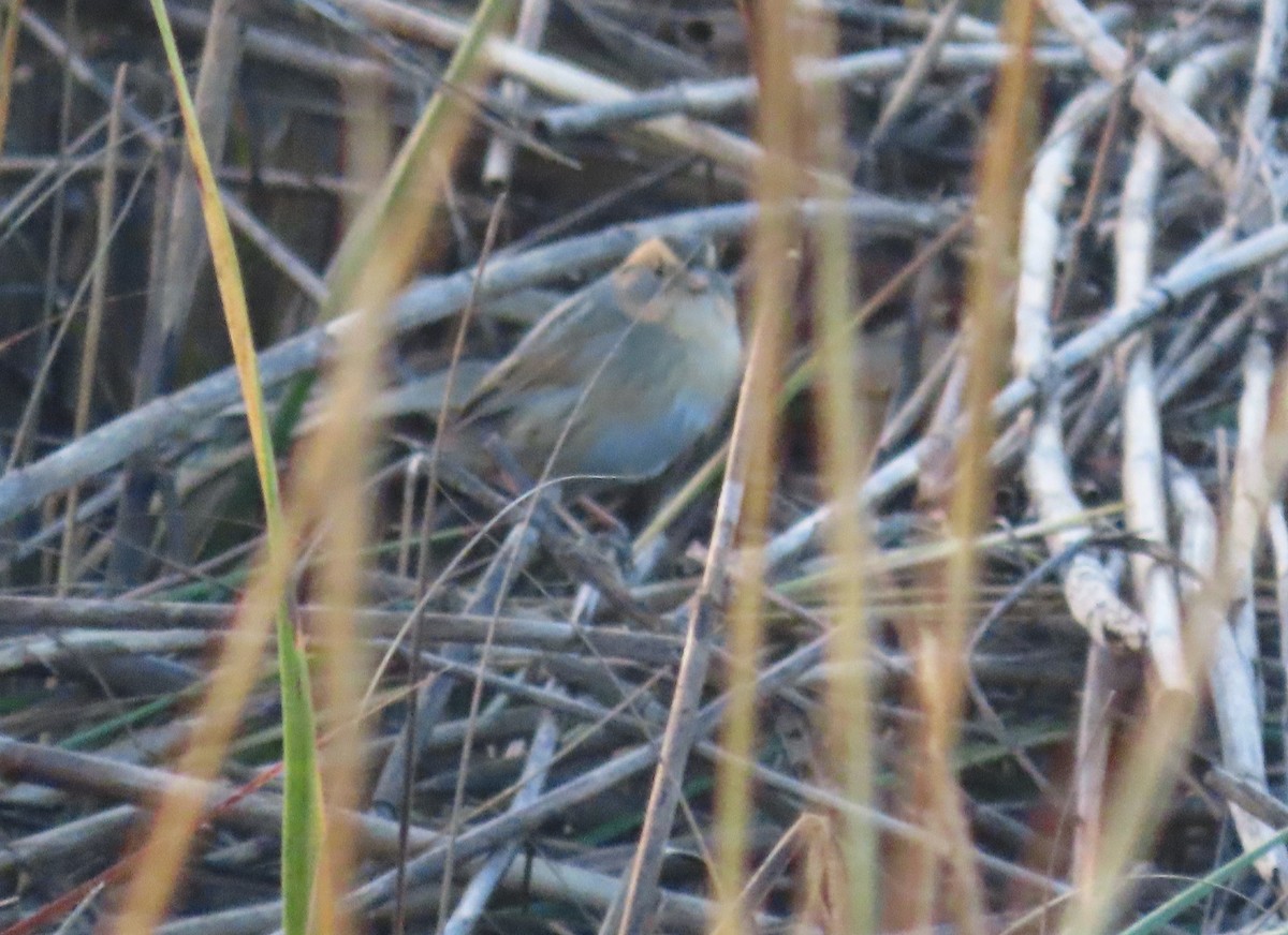 Nelson's Sparrow - ML645787167