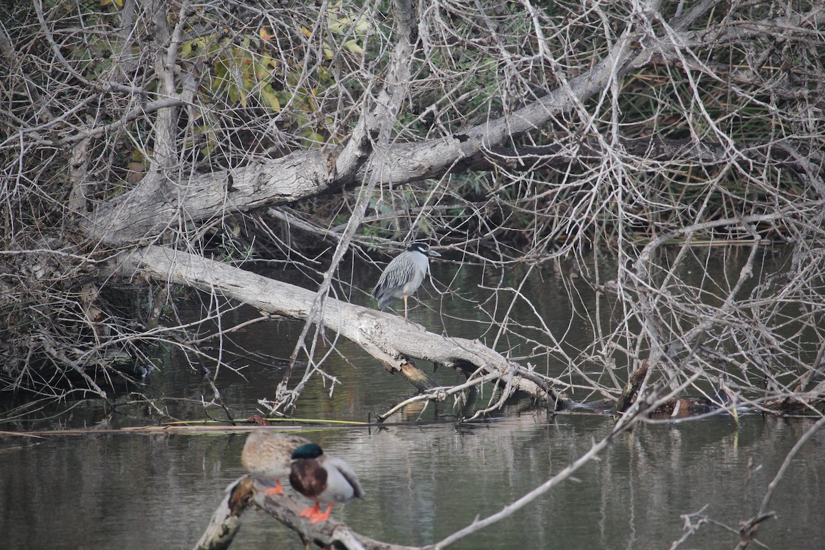 Yellow-crowned Night Heron - ML645787169