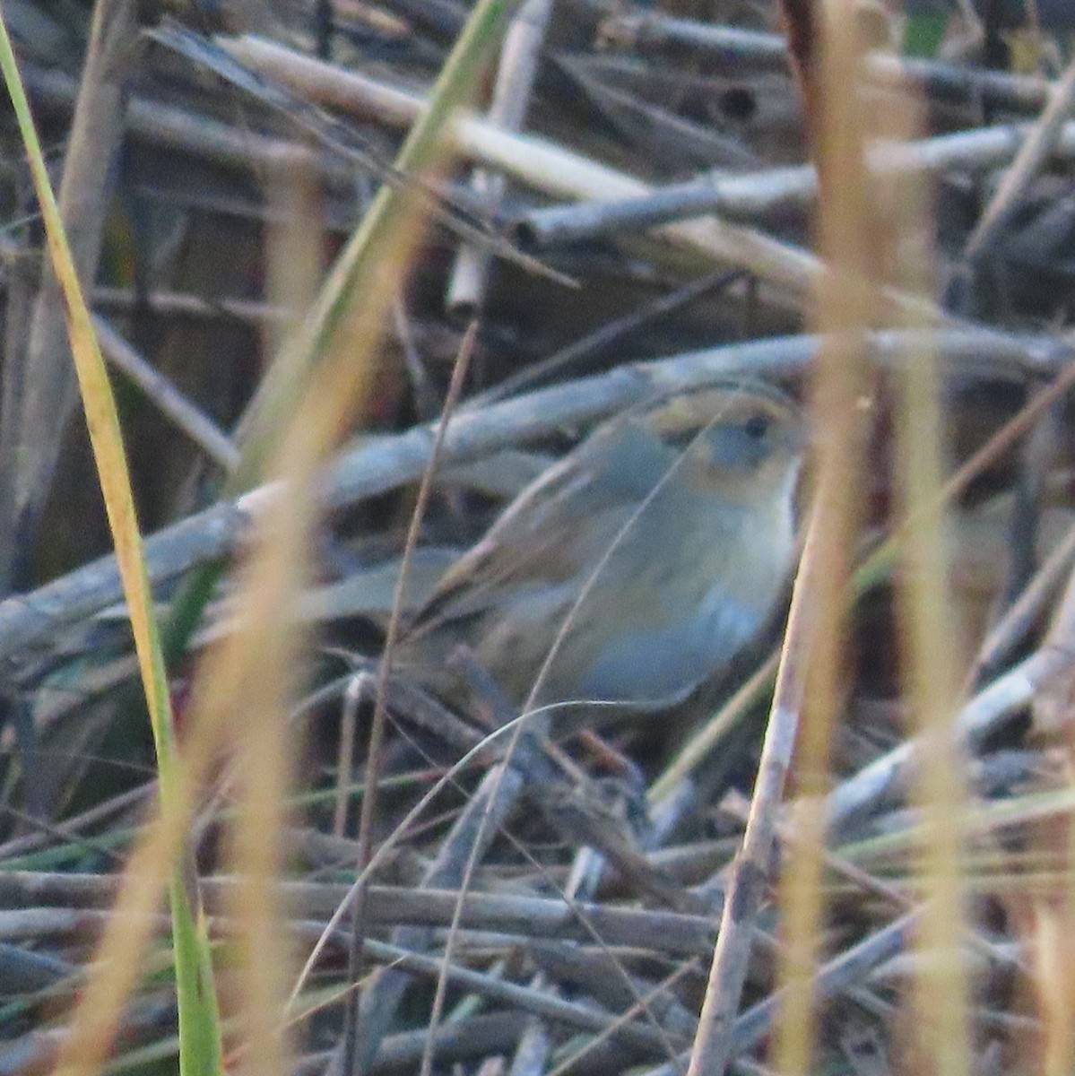 Nelson's Sparrow - ML645787171