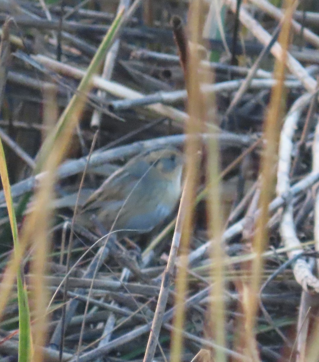 Nelson's Sparrow - ML645787176