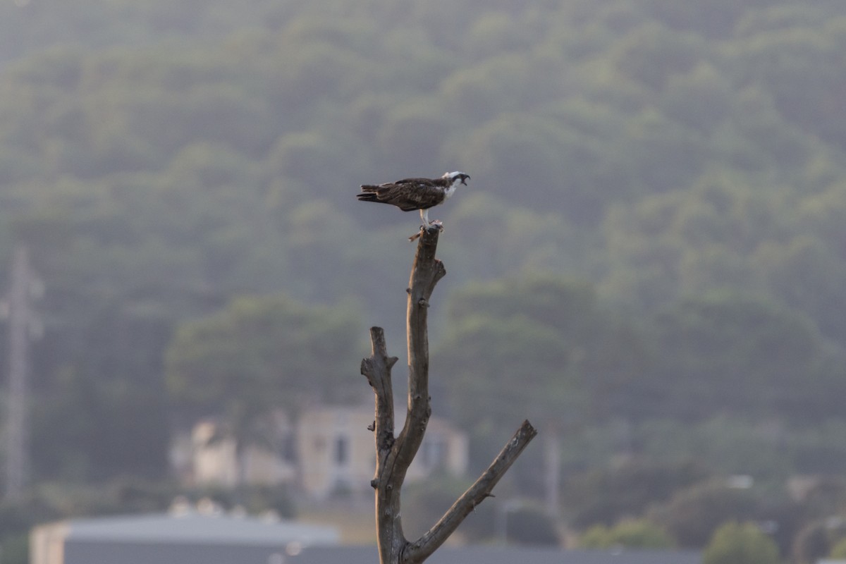 Osprey - ML645787179