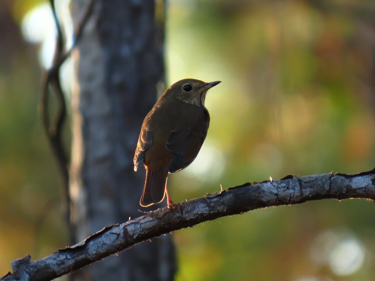 Hermit Thrush - ML645787202