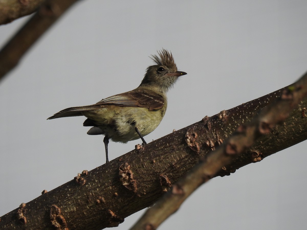 Желтобрюхая эления - ML645787205