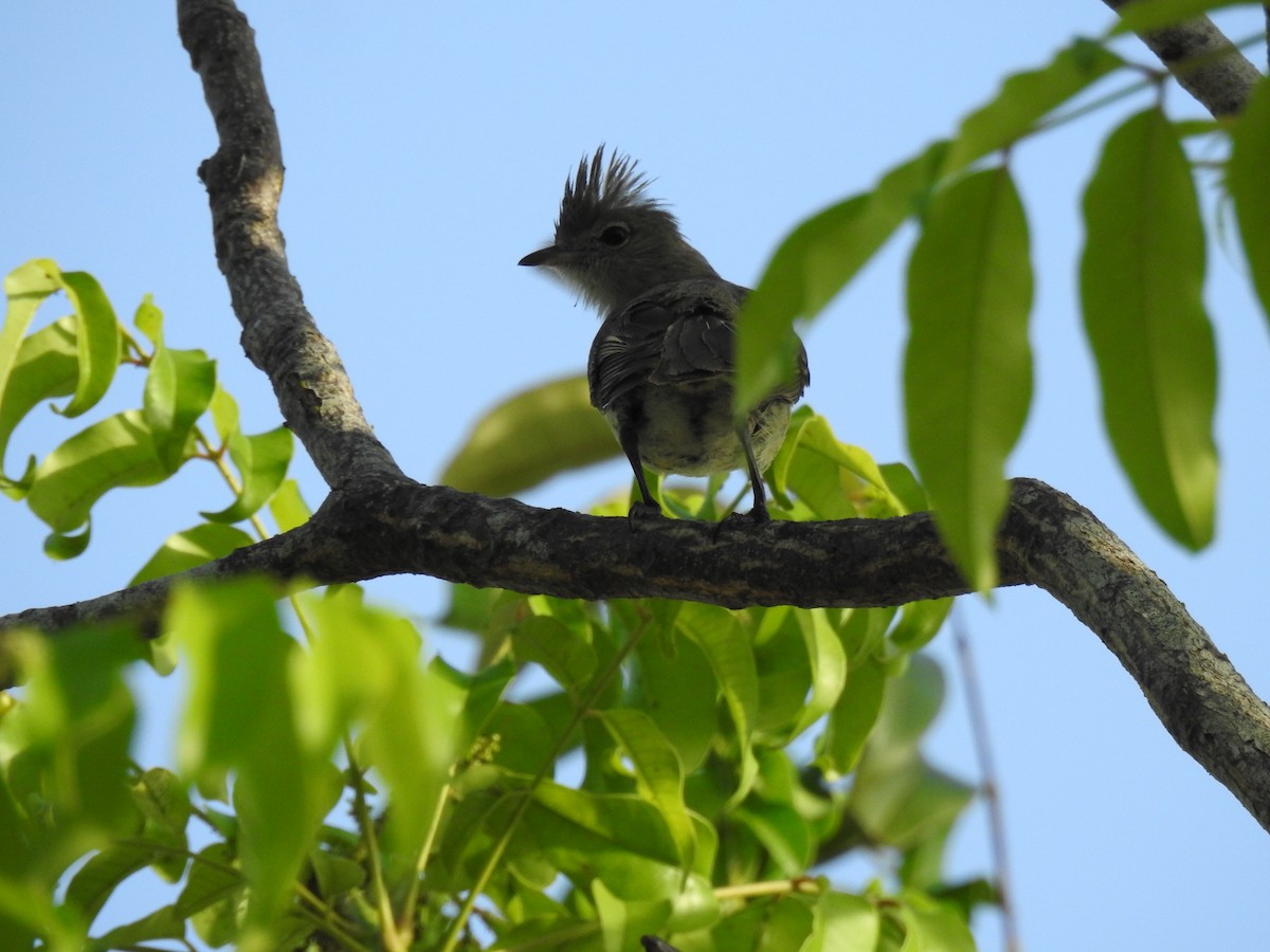 Желтобрюхая эления - ML645787208