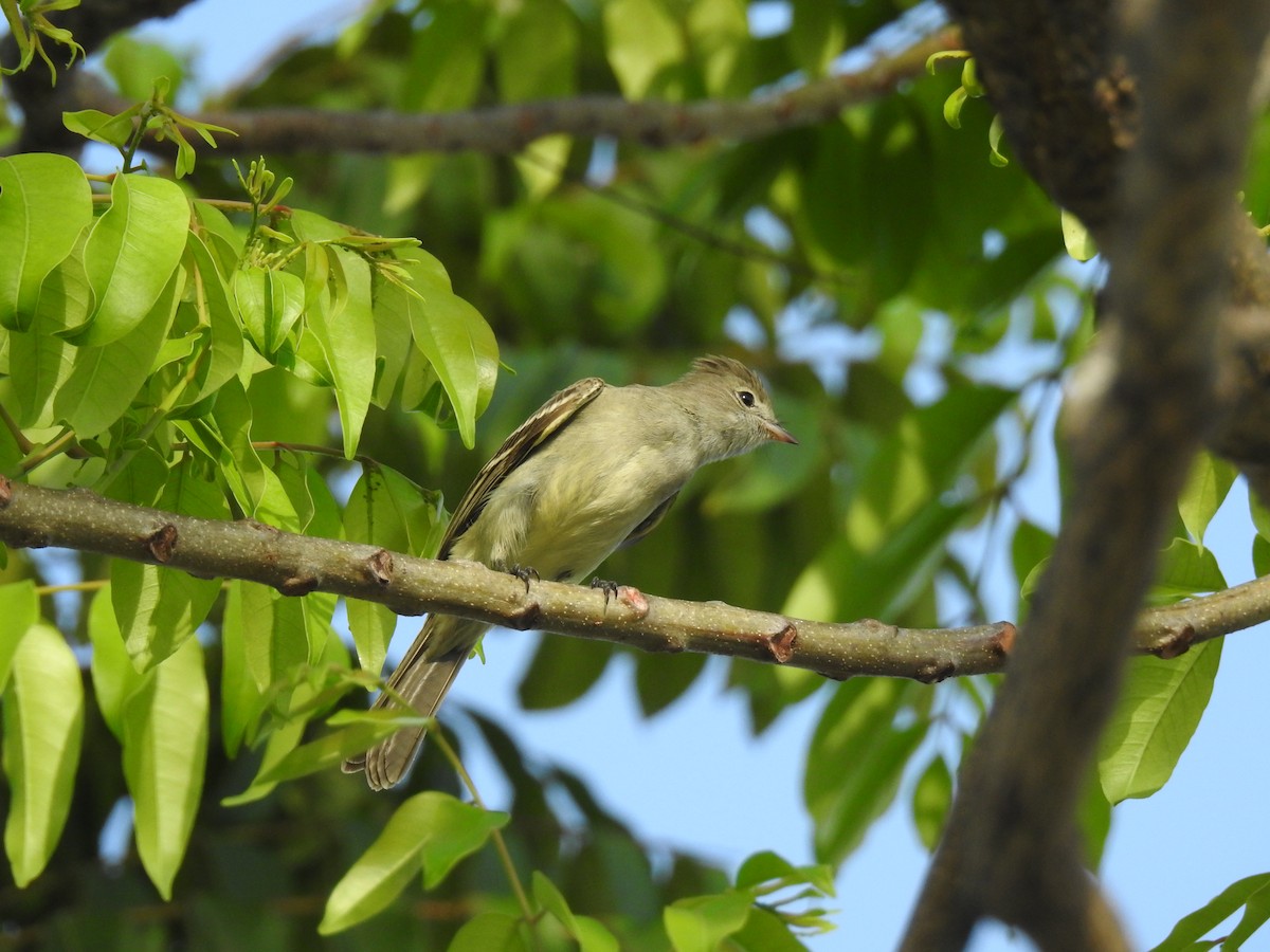 Желтобрюхая эления - ML645787209