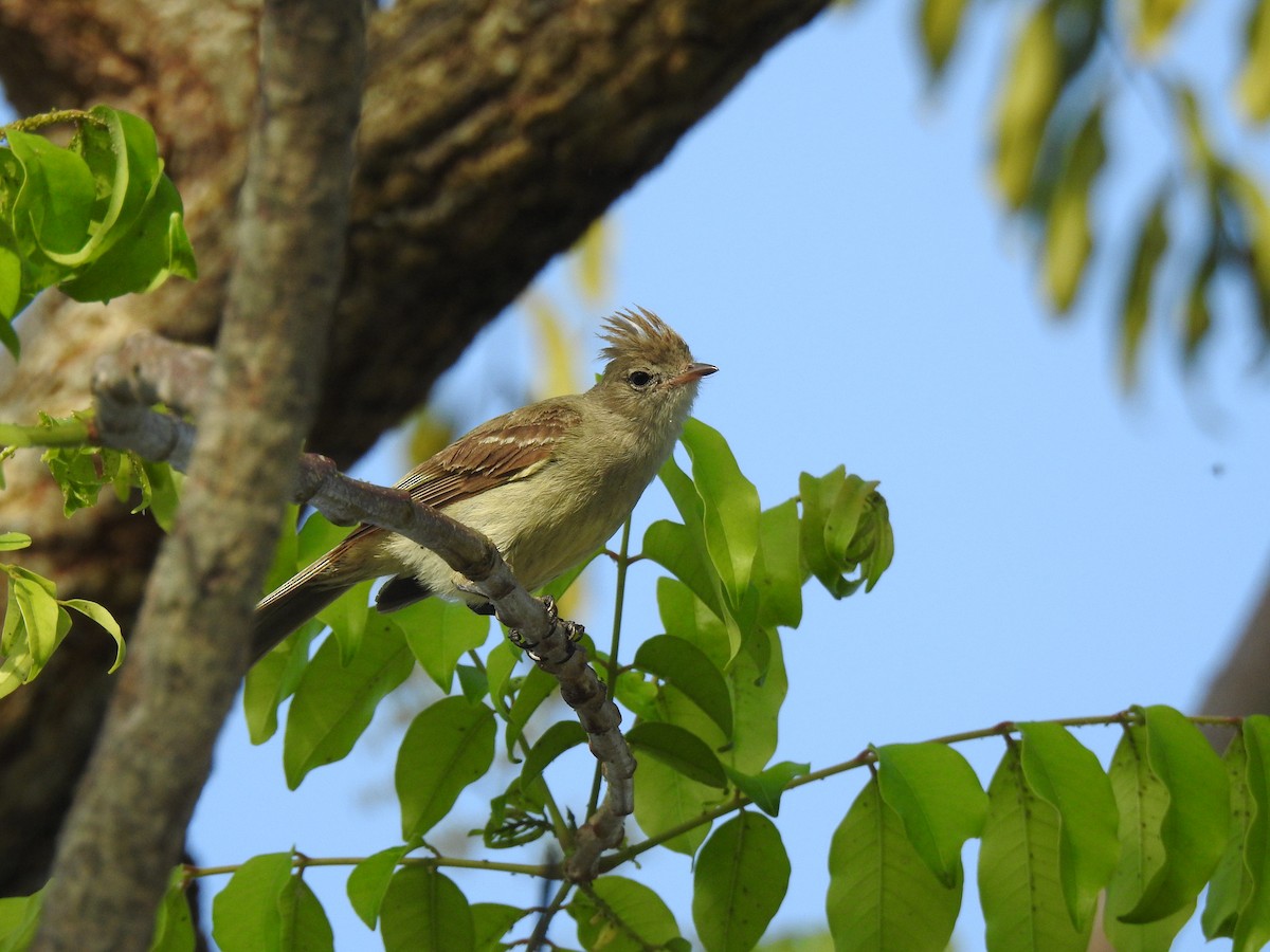 Желтобрюхая эления - ML645787212