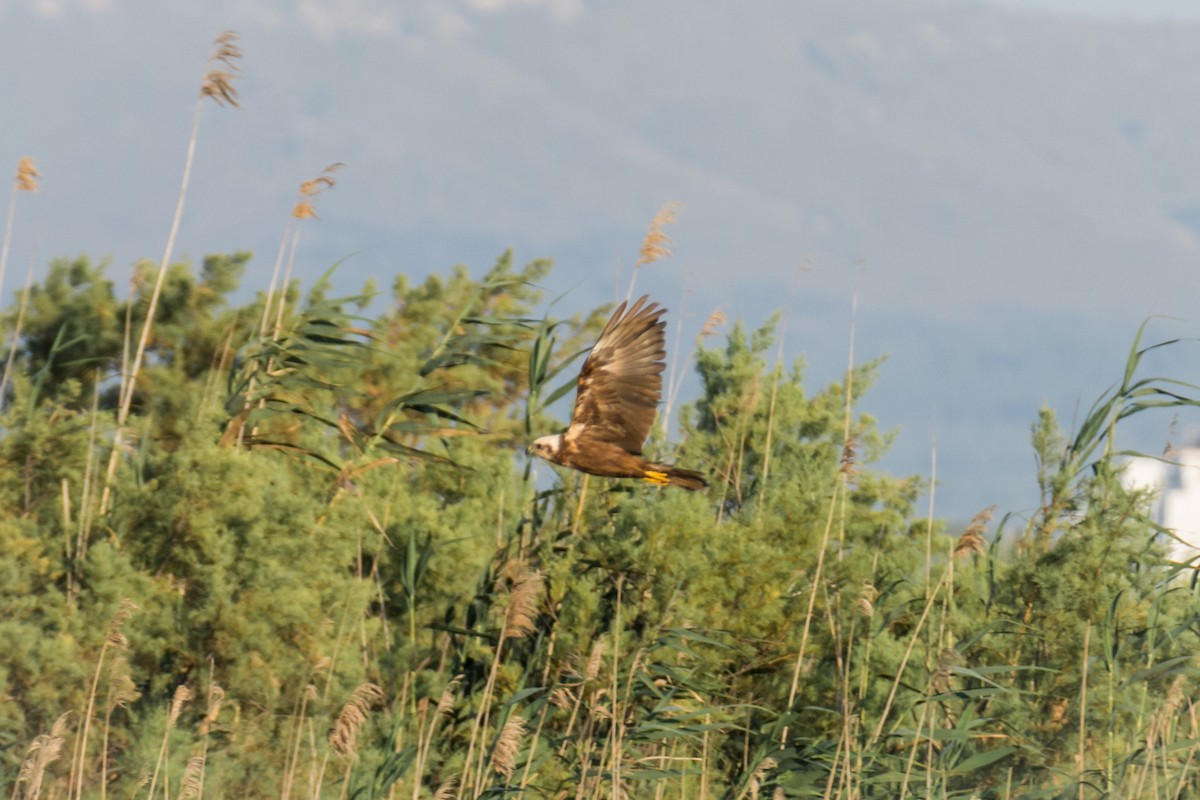 Western Marsh Harrier - ML645787213