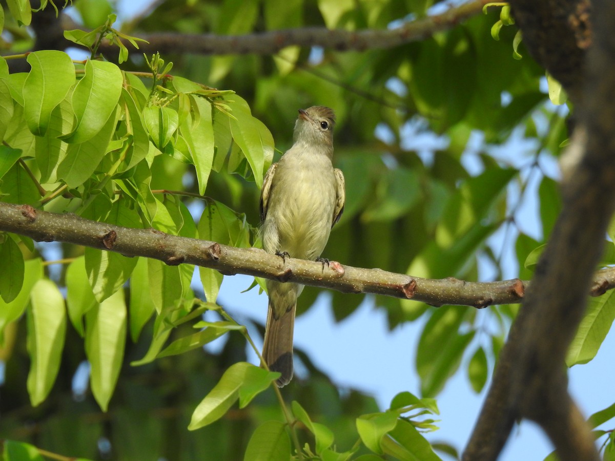 Желтобрюхая эления - ML645787220